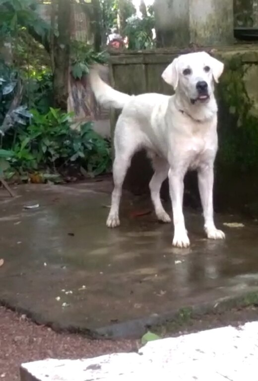 Labrador Dog Price In Kerala Labrador Retriever - Kollam - Red Kennels, Perinchery, Thrissur, Kerala
